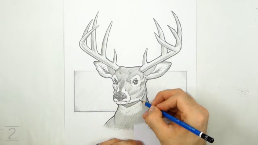 How to Finalize Deer Drawing
