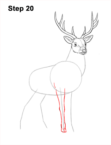 How to Draw Noble Deer Antlers Majestic Buck Stag 20