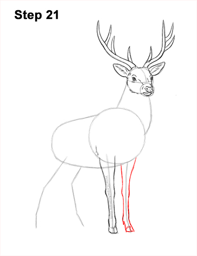 How to Draw Noble Deer Antlers Majestic Buck Stag 21