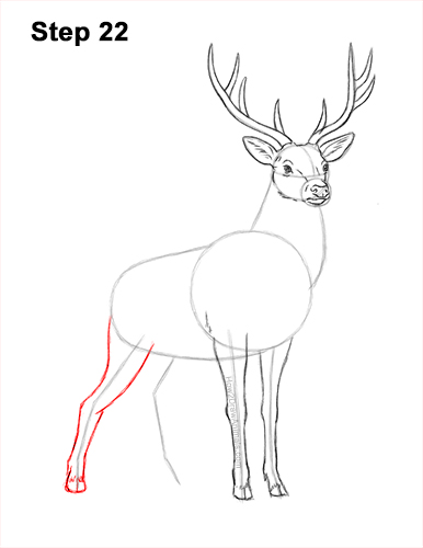 How to Draw Noble Deer Antlers Majestic Buck Stag 22