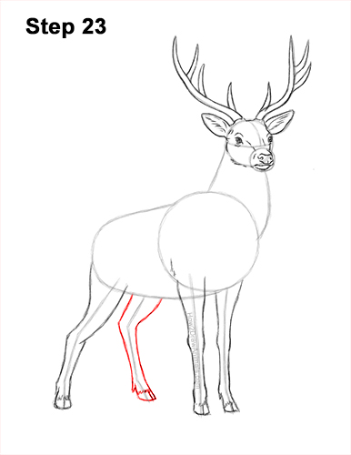 How to Draw Noble Deer Antlers Majestic Buck Stag 23