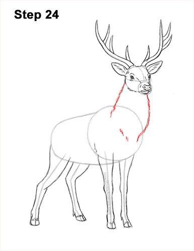 How to Draw Noble Deer Antlers Majestic Buck Stag 24
