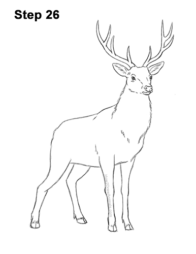 How to Draw Noble Deer Antlers Majestic Buck Stag 26