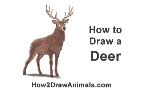 Draw Noble Buck Stag Deer Color How to Draw Noble Deer Antlers Standing Majestic Buck Stag Color
