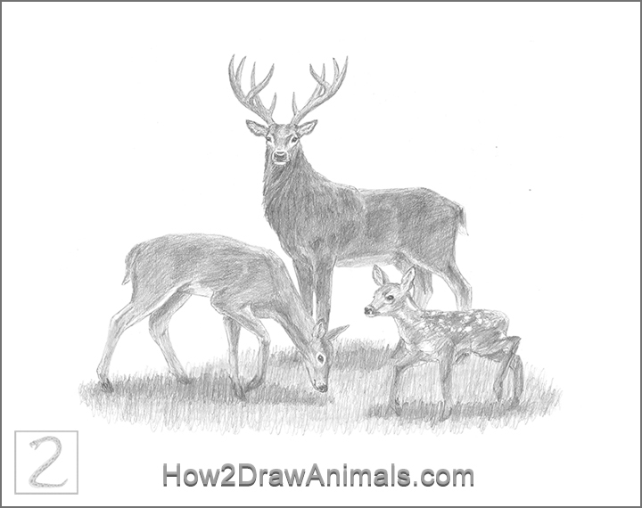 Special Deer Family Drawing