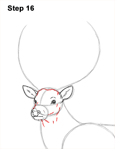 How to Draw a Red Deer Buck Stag Antlers 16