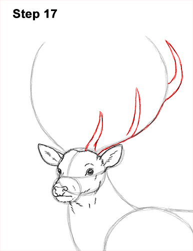 How to Draw a Red Deer Buck Stag Antlers 17