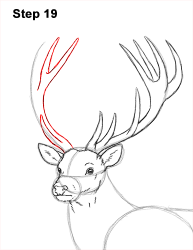 How to Draw a Red Deer Buck Stag Antlers 19