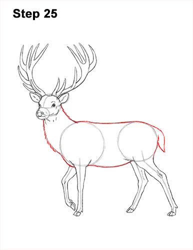 Draw a Red Deer Buck 25 How to Draw a Red Deer Buck Stag Antlers 25