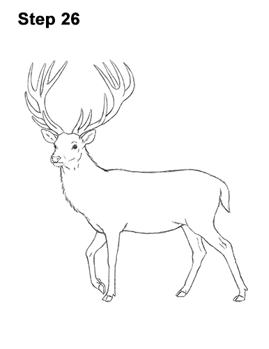 Draw a Red Deer Buck 26 How to Draw a Red Deer Buck Stag Antlers 26