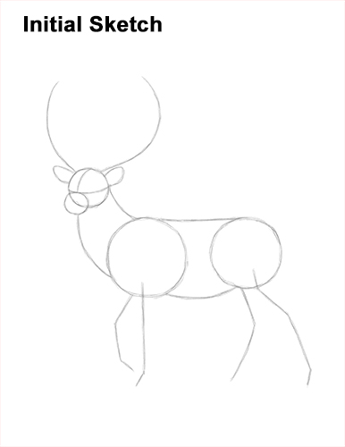How to Draw a Red Deer Buck Stag Antlers Guide Lines