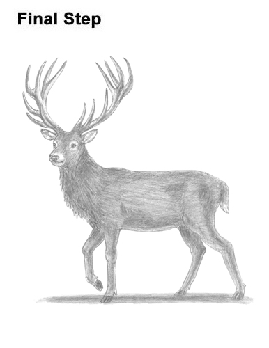 Draw a Red Deer Buck How to Draw a Red Deer Buck Stag Antlers Christmas