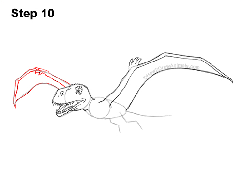 How to Draw a Dimorphodon Flying Dinosaur Pterosaur 10