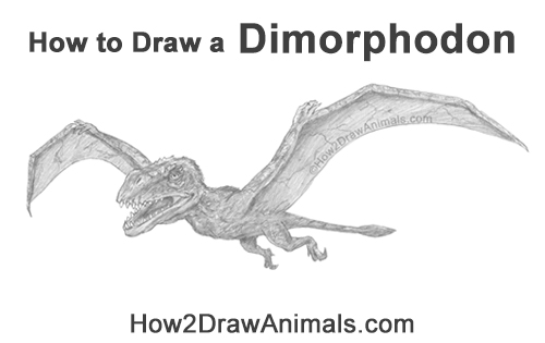 Draw a Dimorphodon Flying How to Draw a Dimorphodon Flying Dinosaur Pterosaur