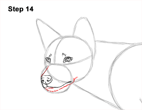 How to Draw a Side Dingo Dog Walking Australia 14