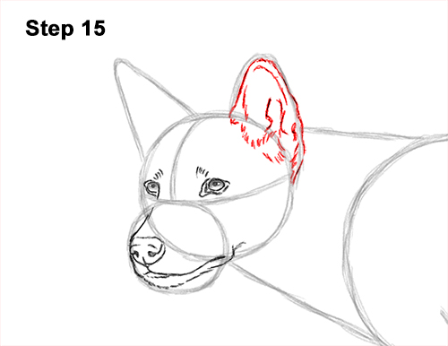 How to Draw a Side Dingo Dog Walking Australia 15