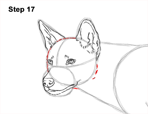 How to Draw a Side Dingo Dog Walking Australia 17