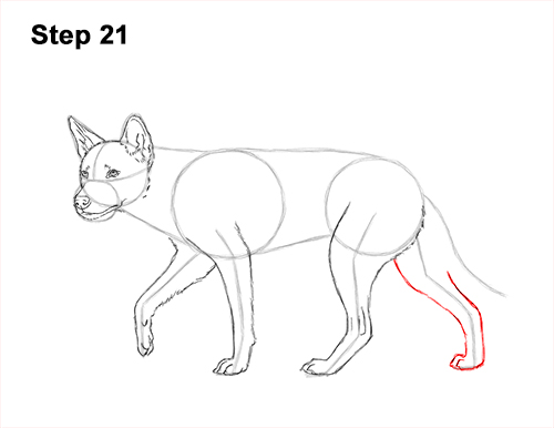 How to Draw a Side Dingo Dog Walking Australia 21