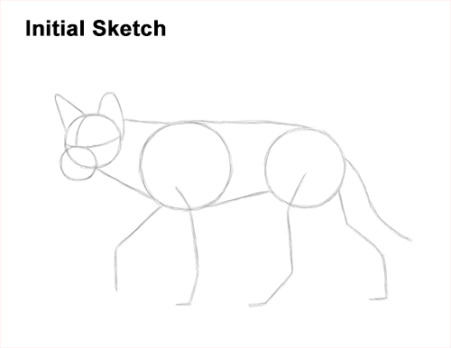 How to Draw a Side Dingo Dog Walking Australia Guide Lines