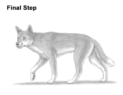 How to Draw a Side Dingo Dog Walking Australia