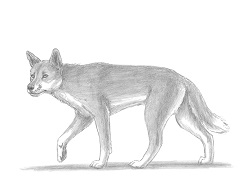 How to Draw a Dingo Dog