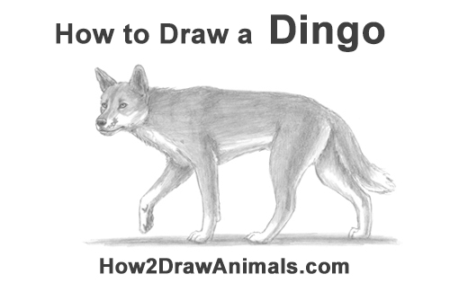 Draw Australian Dingo Dog How to Draw a Side Dingo Dog Walking Australia