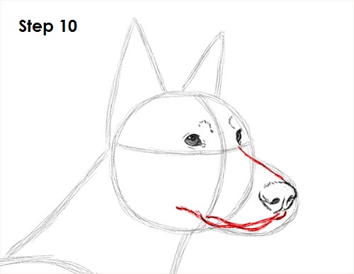 Draw Doberman Pinscher 10