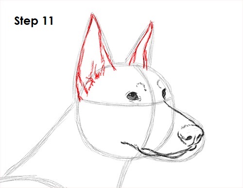Draw Doberman Pinscher 11