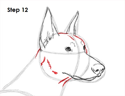 Draw Doberman Pinscher 12