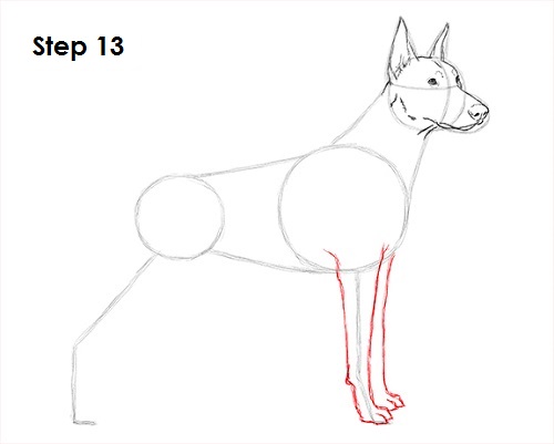 Draw Doberman Pinscher 13
