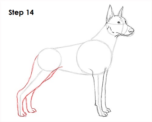 Draw Doberman Pinscher 14