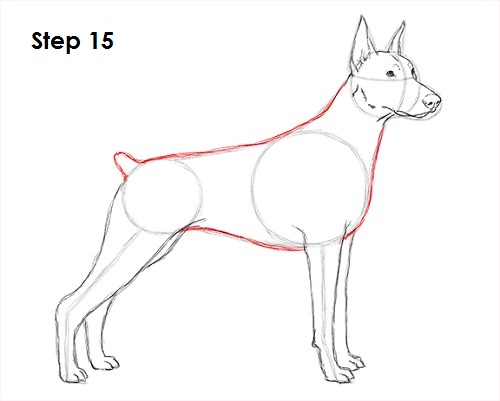 Doberman Pinscher Dog 15 Draw Doberman Pinscher 15