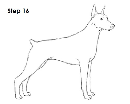 Doberman Pinscher Dog 16 Draw Doberman Pinscher 16