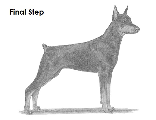 Doberman Pinscher Dog Last Draw Doberman Pinscher Last