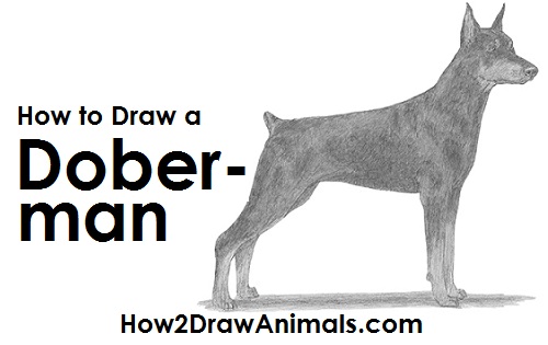 Draw a Doberman Pinscher Dog Draw Doberman Pinscher Dog