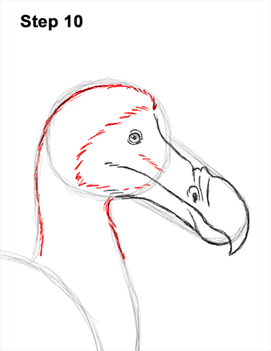 Dodo Bird Drawing 10 Draw Dodo Bird 10