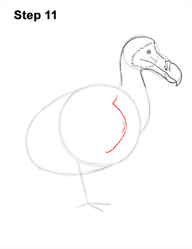 Dodo Bird Drawing 11 Draw Dodo Bird 11