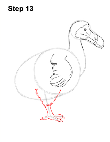 Dodo Bird Drawing 13 Draw Dodo Bird 13