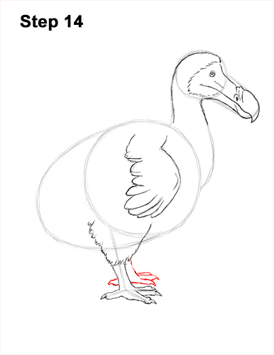 Dodo Bird Drawing 14 Draw Dodo Bird 14