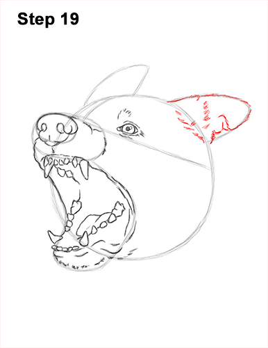 Draw German Shepherd Dog Barking 19 How to Draw Angry German Shepherd Dog Barking Head Detail 19