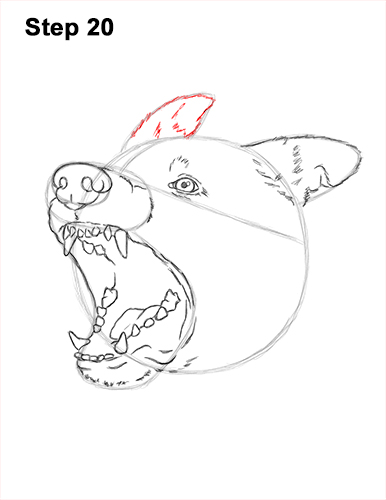 Draw German Shepherd Dog Barking 20 How to Draw Angry German Shepherd Dog Barking Head Detail 20