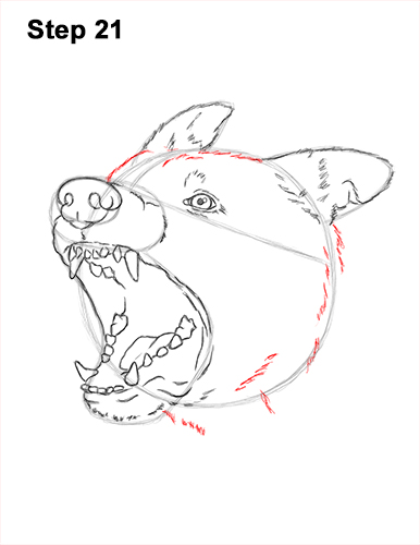 Draw German Shepherd Dog Barking 21 How to Draw Angry German Shepherd Dog Barking Head Detail 21