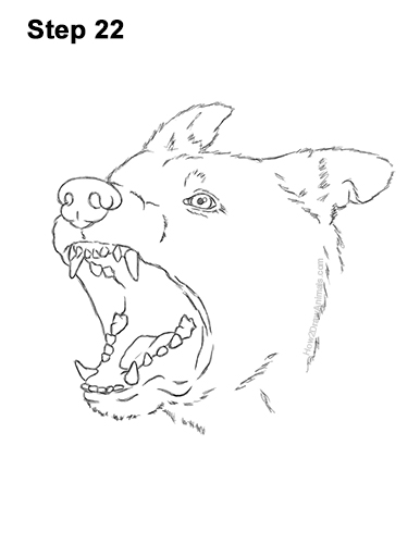 Draw German Shepherd Dog Barking 22 How to Draw Angry German Shepherd Dog Barking Head Detail 22