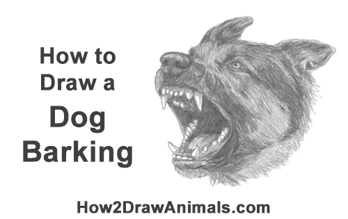 Draw German Shepherd Dog Barking How to Draw Angry German Shepherd Dog Barking Head Detail
