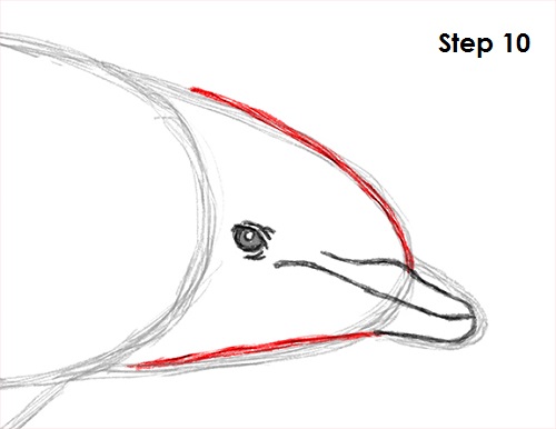 Draw Dolphin 10