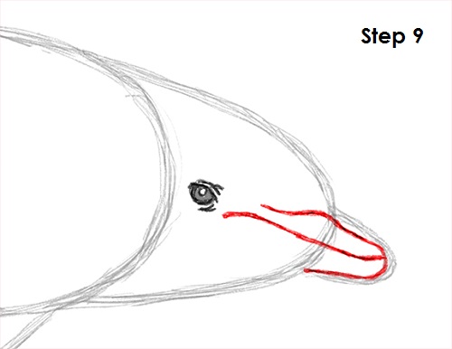 Draw Dolphin 9