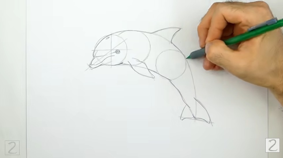 Add the Fins, Body, and Tail