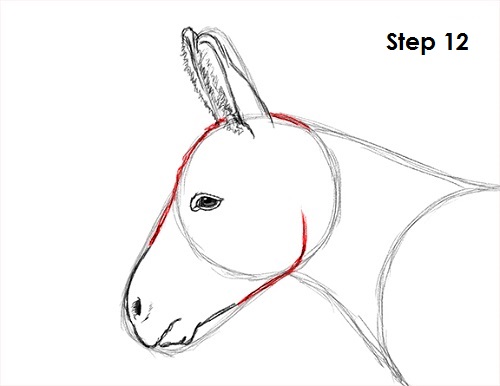 Draw Donkey 12