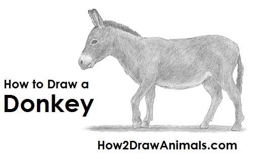 Donkey Drawing Draw a Donkey