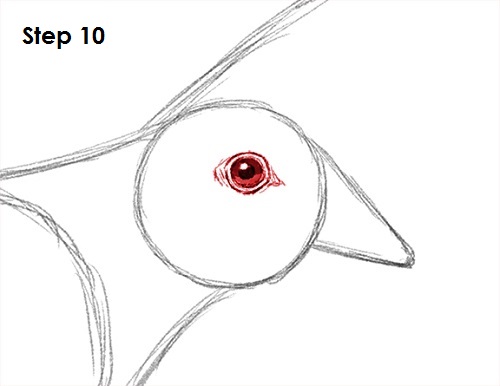 Draw Dove 10